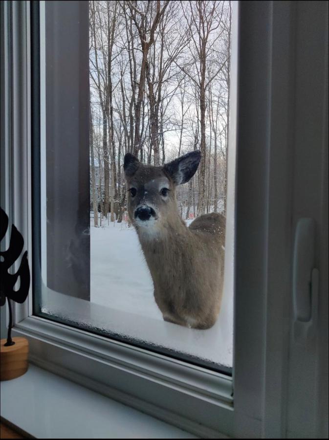 Sutton Wellness Cabin #267 Rez-De-Chaussee 외부 사진